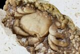 Fossil Crab (Potamon) Preserved in Travertine - Turkey #106456-3